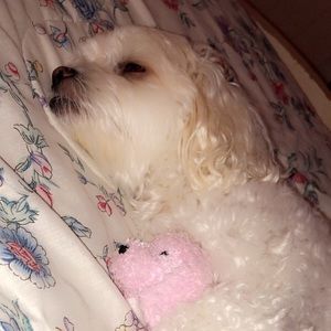 Meet your Posher, Ava